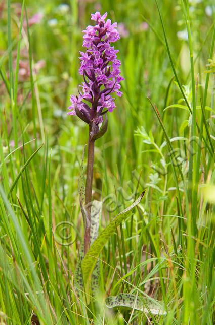 Brede orchis PVH3-37238