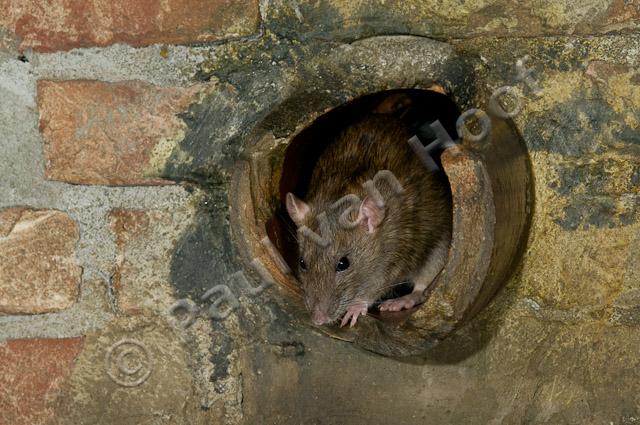 Bruine rat in rioolbuis PVH3-09943