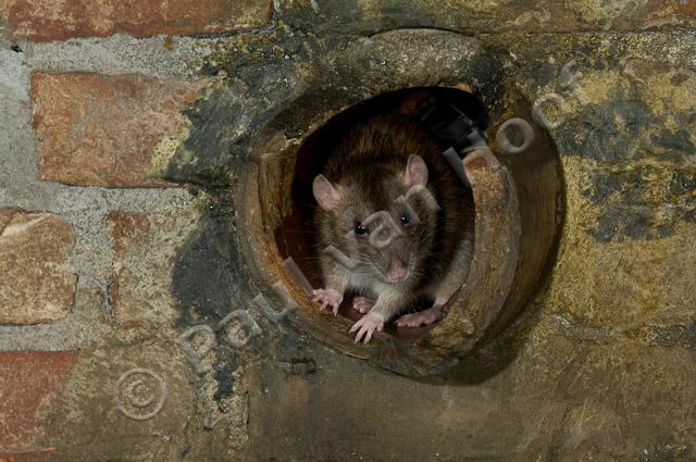 Bruine rat in rioolbuis PVH3-09944