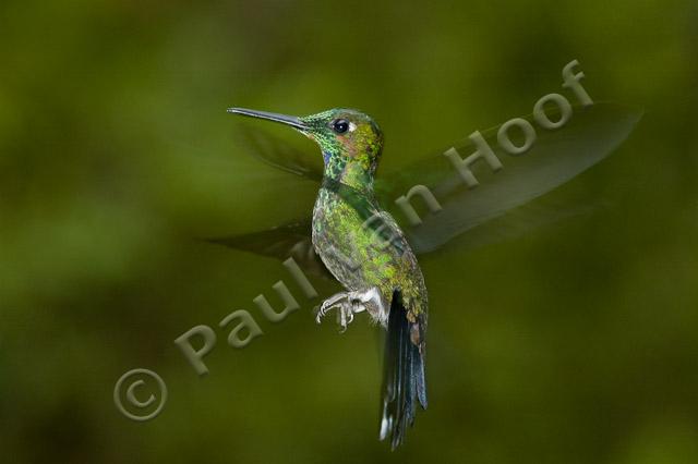 Vliegende kolibrie PVH70b-1007