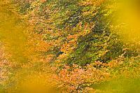 Beukenbladeren in herfst PVH3-10126