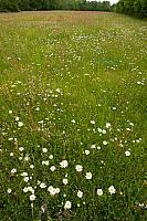 Bloemrijk grasland; flowers in meadow PVH7-13127