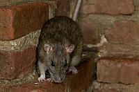 Bruine rat PVH3-10073