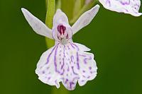Gevlekte orchis PVH3-37212