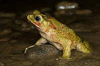 Green climbing toad PVH70b-2214