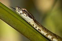 Neotropical bird snake PVH70b-3074