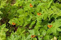 Purperstreepparelmoervlinder; Lesser marbled fritillary; Brenthis ino PVH7-03168