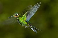 Vliegende kolibrie PVH70b-1074