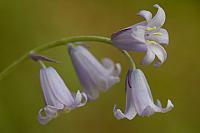 Wilde hyacint PVH70b-10330