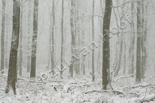 Bos in winter PVH3-16558