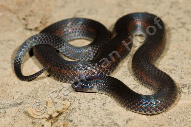 Grey earth snake PVH70b-0904