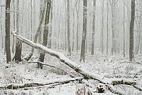 Winterbos met omgevallen boom PVH3-16556